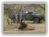 Kapama Lodge - Game drive
