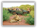 Impodimo Game Lodge - Game Drive