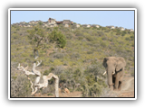 Kuzuko Lodge - Wildlife