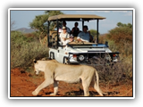 Madikwe River Lodge Game Drive