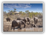 The Elephant Camp - elephant wallow